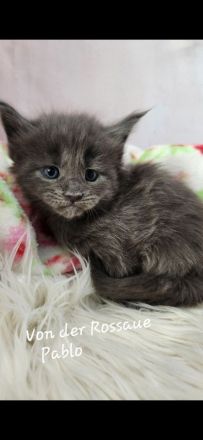 =^..^=Sehr typvolle Maine Coon kitten mit Stammbaum aus seriöser Zucht =^..^=