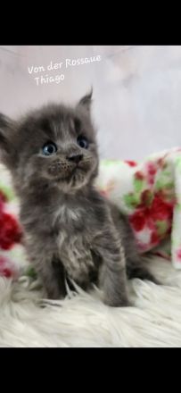 =^..^=Sehr typvolle Maine Coon kitten mit Stammbaum aus seriöser Zucht =^..^=