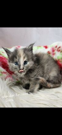 =^..^=Sehr typvolle Maine Coon kitten mit Stammbaum aus seriöser Zucht =^..^=