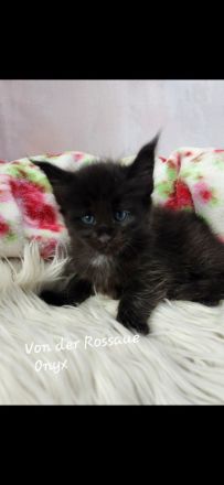 =^..^=Sehr typvolle Maine Coon kitten mit Stammbaum aus seriöser Zucht =^..^=