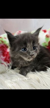 =^..^=Sehr typvolle Maine Coon kitten mit Stammbaum aus seriöser Zucht =^..^=
