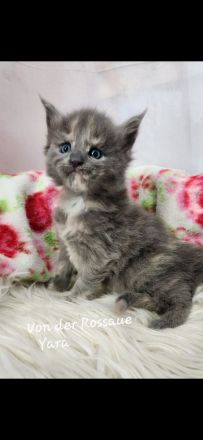 =^..^=Sehr typvolle Maine Coon kitten mit Stammbaum aus seriöser Zucht =^..^=