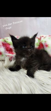=^..^=Sehr typvolle Maine Coon kitten mit Stammbaum aus seriöser Zucht =^..^=