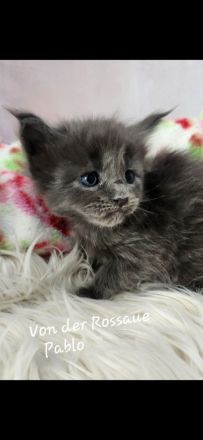=^..^=Sehr typvolle Maine Coon kitten mit Stammbaum aus seriöser Zucht =^..^=