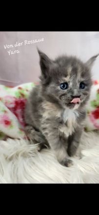 =^..^=Sehr typvolle Maine Coon kitten mit Stammbaum aus seriöser Zucht =^..^=