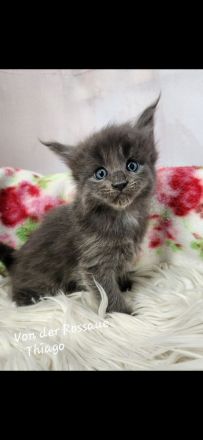 =^..^=Sehr typvolle Maine Coon kitten mit Stammbaum aus seriöser Zucht =^..^=