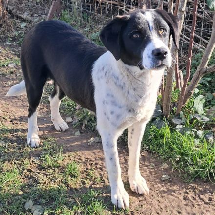 Junghündin Sophia / in 23569 Lübeck (Schleswig-Holstein)