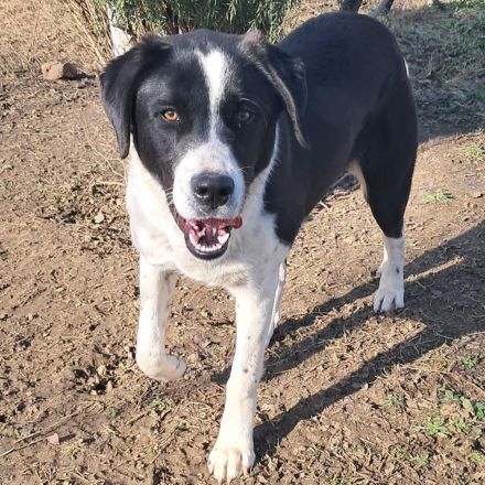 Junghündin Sophia / in 23569 Lübeck (Schleswig-Holstein)