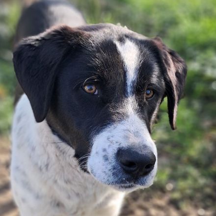 Junghündin Sophia / in 23569 Lübeck (Schleswig-Holstein)