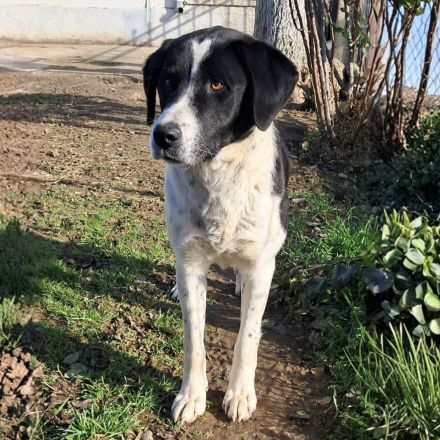 Junghündin Sophia / in 23569 Lübeck (Schleswig-Holstein)