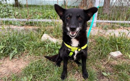 Herzensbrecher Elvis sucht seine Menschen