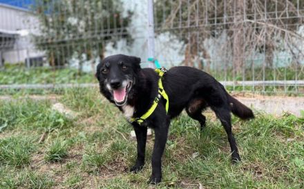 Herzensbrecher Elvis sucht seine Menschen