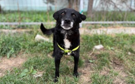 Herzensbrecher Elvis sucht seine Menschen