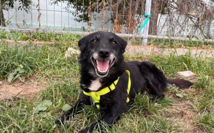 Herzensbrecher Elvis sucht seine Menschen