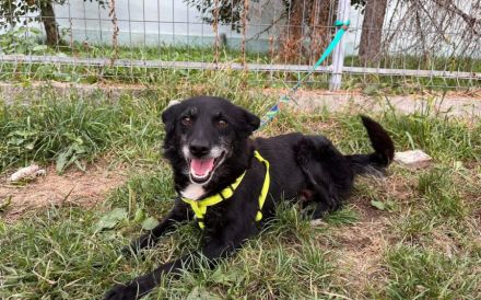 Herzensbrecher Elvis sucht seine Menschen