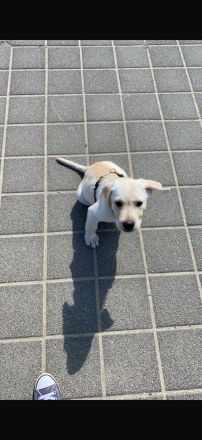 Labrador Welpe