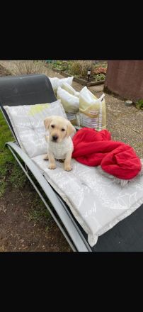 Labrador Welpe