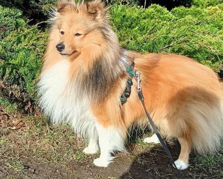 Sheltie, Shetland sheepdog Hundin -Welpe mit FCI (VDH)-Ahnentafel und englischer Blutführung