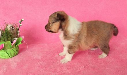 Sheltie, Shetland sheepdog Rude -Welpe mit FCI (VDH)-Ahnentafel und englischer Blutführung