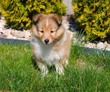 Sheltie, Shetland sheepdog Rude -Welpe mit FCI (VDH)-Ahnentafel und englischer Blutführung
