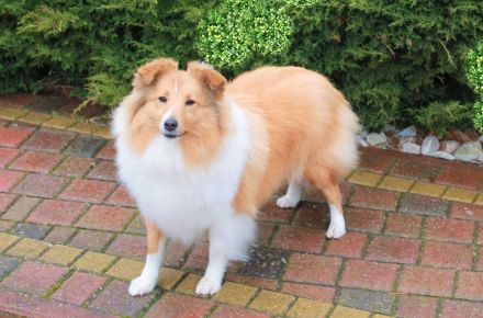 Sheltie, Shetland sheepdog Rude -Welpe mit FCI (VDH)-Ahnentafel und englischer Blutführung