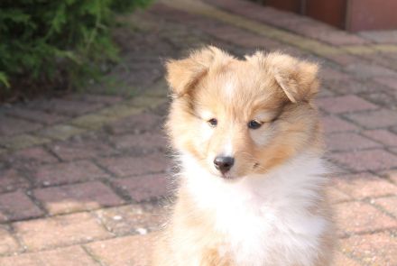 Sheltie, Shetland sheepdog Hundin -Welpe mit FCI (VDH)-Ahnentafel und englischer Blutführung