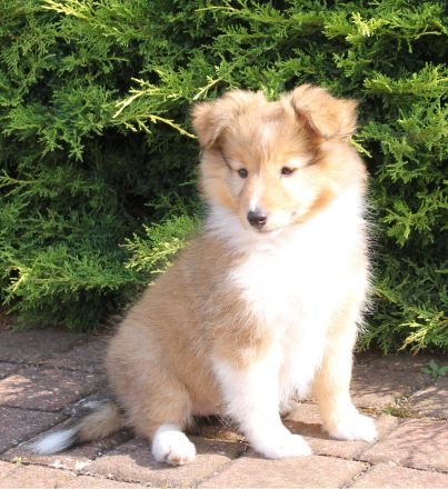 Sheltie, Shetland sheepdog Hundin -Welpe mit FCI (VDH)-Ahnentafel und englischer Blutführung