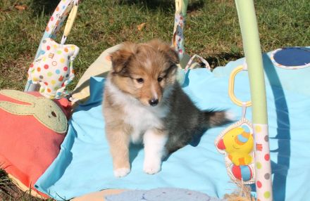 Sheltie, Shetland sheepdog Hundin -Welpe mit FCI (VDH)-Ahnentafel und englischer Blutführung