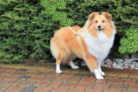 Sheltie, Shetland sheepdog Rude -Welpe mit FCI (VDH)-Ahnentafel und englischer Blutführung