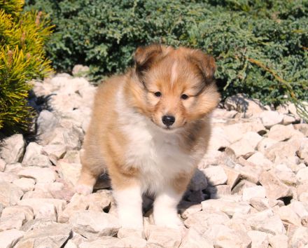 Sheltie, Shetland sheepdog Rude -Welpe mit FCI (VDH)-Ahnentafel und englischer Blutführung