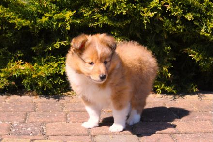 Sheltie, Shetland sheepdog Rude -Welpe mit FCI (VDH)-Ahnentafel und englischer Blutführung