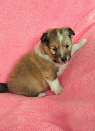 Sheltie, Shetland sheepdog Rude -Welpe mit FCI (VDH)-Ahnentafel und englischer Blutführung