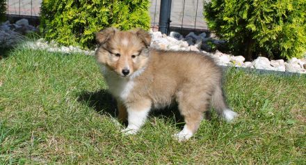 Sheltie, Shetland sheepdog Hundin -Welpe mit FCI (VDH)-Ahnentafel und englischer Blutführung