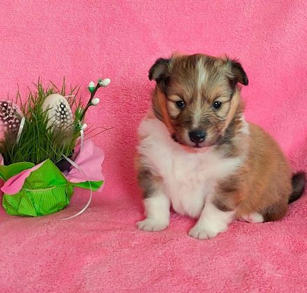 Sheltie, Shetland sheepdog Rude -Welpe mit FCI (VDH)-Ahnentafel und englischer Blutführung