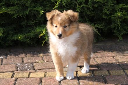 Sheltie, Shetland sheepdog Hundin -Welpe mit FCI (VDH)-Ahnentafel und englischer Blutführung