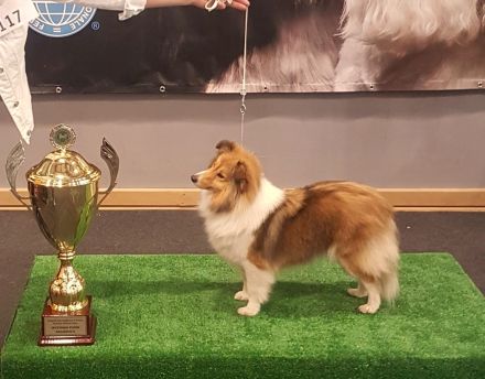 Sheltie, Shetland sheepdog Hundin -Welpe mit FCI (VDH)-Ahnentafel und englischer Blutführung