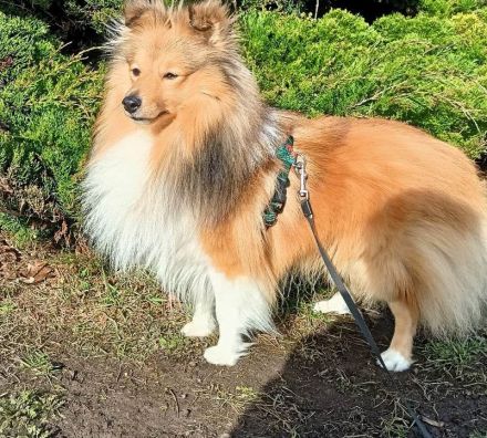 Sheltie, Shetland sheepdog Rude -Welpe mit FCI (VDH)-Ahnentafel und englischer Blutführung
