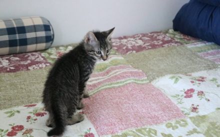 Karlsson sucht ein eigenes Zuhause