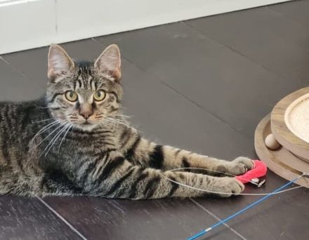 Karlsson sucht ein eigenes Zuhause