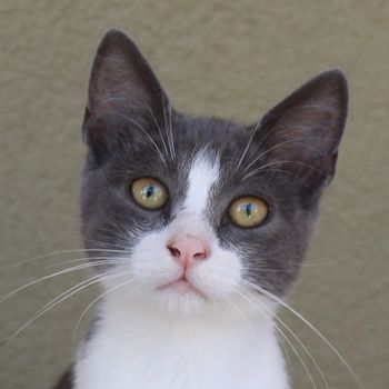 Lucki, geb. ca. 04/2025, lebt in GRIECHENLAND, auf einer privaten Pflegestelle