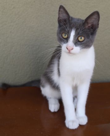 Lucki, geb. ca. 04/2025, lebt in GRIECHENLAND, auf einer privaten Pflegestelle