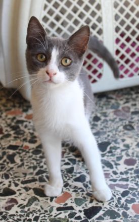 Lucki, geb. ca. 04/2025, lebt in GRIECHENLAND, auf einer privaten Pflegestelle