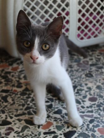 Lucki, geb. ca. 04/2025, lebt in GRIECHENLAND, auf einer privaten Pflegestelle