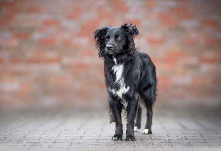 Mini Aussie Deckrüde / Miniature Australian Shepherd