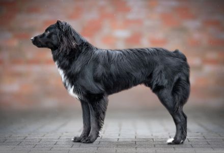 Mini Aussie Deckrüde / Miniature Australian Shepherd