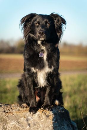 Mini Aussie Deckrüde / Miniature Australian Shepherd