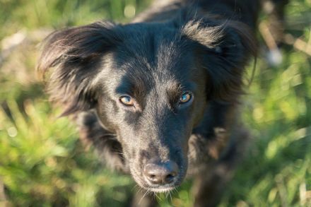 Mini Aussie Deckrüde / Miniature Australian Shepherd