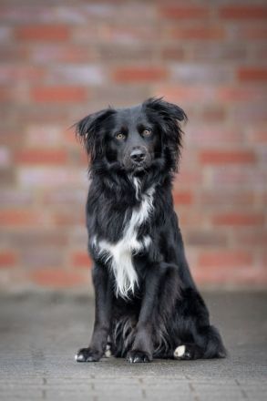 Mini Aussie Deckrüde / Miniature Australian Shepherd