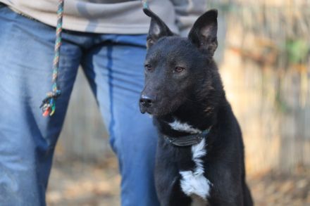 Frodo - sucht ein ländliches Zuhause mit gesichertem Garten