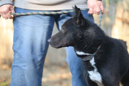 Frodo - sucht ein ländliches Zuhause mit gesichertem Garten